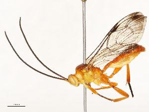  ( - CBG-B18736-F09)  @11 [ ] CreativeCommons - Attribution Share - Alike (2025) CBG Photography Group Centre for Biodiversity Genomics