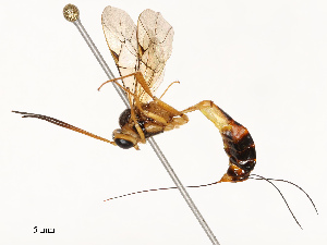  ( - CBG-B18736-G02)  @11 [ ] CreativeCommons - Attribution Share - Alike (2025) CBG Photography Group Centre for Biodiversity Genomics