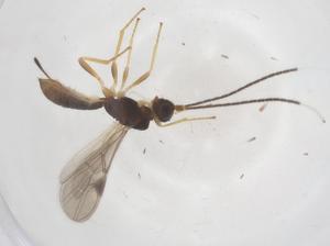  ( - CBG-B18985-A10)  @11 [ ] CreativeCommons - Attribution Share - Alike (2025) Centre for Biodiversity Genomics Centre for Biodiversity Genomics