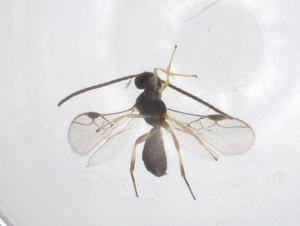  ( - CBG-B19097-D05)  @11 [ ] CreativeCommons - Attribution Share - Alike (2025) Centre for Biodiversity Genomics Centre for Biodiversity Genomics