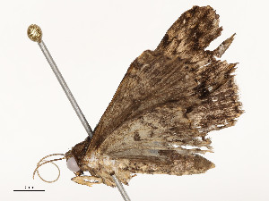  ( - CBG-A58618-C03)  @11 [ ] CreativeCommons - Attribution Share - Alike (2025) CBG Photography Group Centre for Biodiversity Genomics