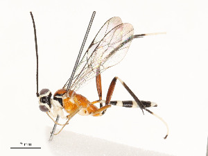  ( - CBG-A58619-C06)  @11 [ ] CreativeCommons - Attribution Share - Alike (2025) CBG Photography Group Centre for Biodiversity Genomics