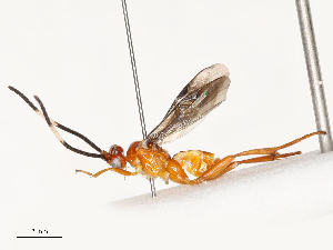  (Diolcogaster Choi105 - CBG-A58620-A01)  @11 [ ] CreativeCommons - Attribution Share - Alike (2025) CBG Photography Group Centre for Biodiversity Genomics
