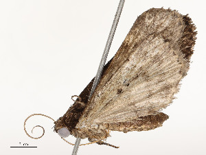  ( - CBG-A58664-C04)  @11 [ ] CreativeCommons - Attribution Share - Alike (2025) CBG Photography Group Centre for Biodiversity Genomics