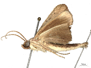  ( - CBG-A58707-A12)  @11 [ ] CreativeCommons - Attribution Share - Alike (2025) CBG Photography Group Centre for Biodiversity Genomics