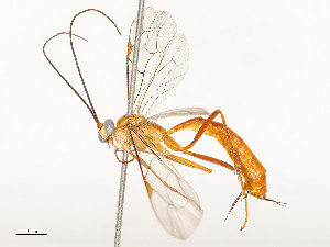  ( - CBG-A59481-B10)  @11 [ ] CreativeCommons - Attribution Share - Alike (2025) CBG Photography Group Centre for Biodiversity Genomics