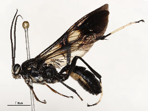  ( - CBG-A59489-A06)  @11 [ ] CreativeCommons - Attribution Share - Alike (2025) CBG Photography Group Centre for Biodiversity Genomics