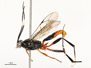  ( - CBG-A59490-B09)  @11 [ ] CreativeCommons - Attribution Share - Alike (2025) CBG Photography Group Centre for Biodiversity Genomics