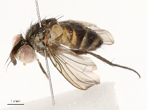  (Phytomyptera Janzen8817 - CBG-A59490-F06)  @11 [ ] CreativeCommons - Attribution Share - Alike (2025) CBG Photography Group Centre for Biodiversity Genomics