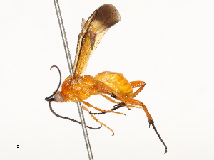  ( - CBG-A59495-F01)  @11 [ ] CreativeCommons - Attribution Share - Alike (2025) CBG Photography Group Centre for Biodiversity Genomics