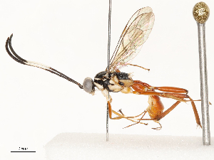  ( - CBG-A59495-G07)  @11 [ ] CreativeCommons - Attribution Share - Alike (2025) CBG Photography Group Centre for Biodiversity Genomics