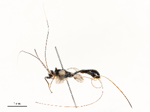  ( - CBG-A59497-C07)  @11 [ ] CreativeCommons - Attribution Share - Alike (2025) CBG Photography Group Centre for Biodiversity Genomics