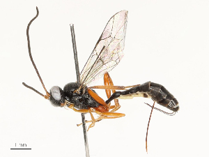  ( - CBG-A59497-D12)  @11 [ ] CreativeCommons - Attribution Share - Alike (2025) CBG Photography Group Centre for Biodiversity Genomics