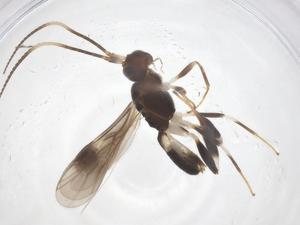  ( - CBG-A59629-F01)  @11 [ ] CreativeCommons - Attribution Share - Alike (2024) Centre for Biodiversity Genomics Centre for Biodiversity Genomics