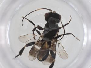  ( - CBG-A59630-B07)  @11 [ ] CreativeCommons - Attribution Share - Alike (2024) Centre for Biodiversity Genomics Centre for Biodiversity Genomics