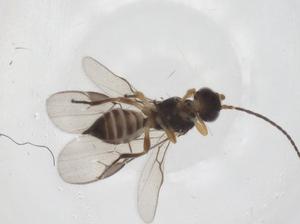  (Paroligoneurus Malaise3673 - CBG-A59630-G03)  @11 [ ] CreativeCommons - Attribution Share - Alike (2024) Centre for Biodiversity Genomics Centre for Biodiversity Genomics