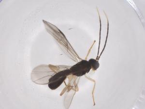  ( - CBG-A59631-G07)  @11 [ ] CreativeCommons - Attribution Share - Alike (2024) Centre for Biodiversity Genomics Centre for Biodiversity Genomics