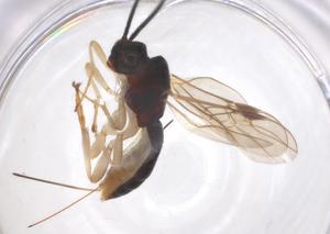  ( - CBG-A59631-H01)  @11 [ ] CreativeCommons - Attribution Share - Alike (2024) Centre for Biodiversity Genomics Centre for Biodiversity Genomics