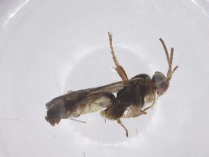  ( - CBG-A59910-E06)  @11 [ ] CreativeCommons - Attribution Share - Alike (2025) Centre for Biodiversity Genomics Centre for Biodiversity Genomics