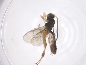  ( - CBG-A59958-H04)  @11 [ ] CreativeCommons - Attribution Share - Alike (2025) Centre for Biodiversity Genomics Centre for Biodiversity Genomics