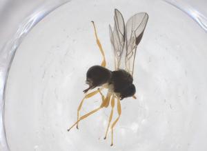  ( - CBG-A59966-D02)  @11 [ ] CreativeCommons - Attribution Share - Alike (2025) Centre for Biodiversity Genomics Centre for Biodiversity Genomics