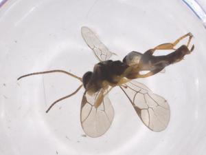  ( - CBG-A60939-G07)  @11 [ ] CreativeCommons - Attribution Share - Alike (2025) Centre for Biodiversity Genomics Centre for Biodiversity Genomics