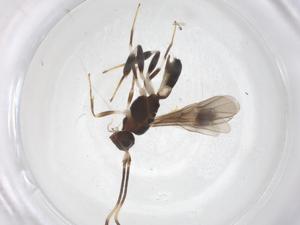  ( - CBG-A60940-A12)  @11 [ ] CreativeCommons - Attribution Share - Alike (2025) Centre for Biodiversity Genomics Centre for Biodiversity Genomics