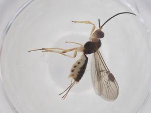  ( - CBG-A60940-D06)  @11 [ ] CreativeCommons - Attribution Share - Alike (2025) Centre for Biodiversity Genomics Centre for Biodiversity Genomics