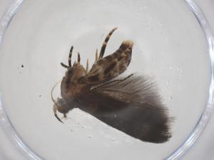  ( - CBG-A60987-E10)  @11 [ ] CreativeCommons - Attribution Share - Alike (2025) Centre for Biodiversity Genomics Centre for Biodiversity Genomics