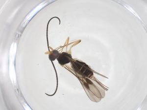  ( - CBG-A60988-G05)  @11 [ ] CreativeCommons - Attribution Share - Alike (2025) Centre for Biodiversity Genomics Centre for Biodiversity Genomics