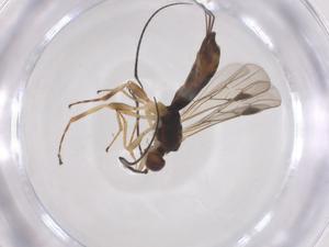  ( - CBG-A61116-B09)  @11 [ ] CreativeCommons - Attribution Share - Alike (2025) Centre for Biodiversity Genomics Centre for Biodiversity Genomics