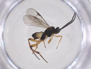  (Promicrogaster Whitfield127 - CBG-A61116-D09)  @11 [ ] CreativeCommons - Attribution Share - Alike (2025) Centre for Biodiversity Genomics Centre for Biodiversity Genomics