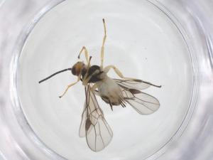  ( - CBG-A61117-A09)  @11 [ ] CreativeCommons - Attribution Share - Alike (2025) Centre for Biodiversity Genomics Centre for Biodiversity Genomics