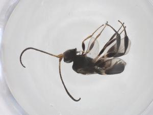  ( - CBG-A61144-A02)  @11 [ ] CreativeCommons - Attribution Share - Alike (2025) Centre for Biodiversity Genomics Centre for Biodiversity Genomics