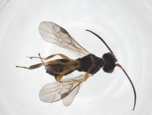  ( - CBG-A61152-H07)  @11 [ ] CreativeCommons - Attribution Share - Alike (2025) Centre for Biodiversity Genomics Centre for Biodiversity Genomics