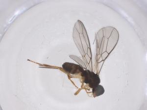  ( - CBG-A61156-B05)  @11 [ ] CreativeCommons - Attribution Share - Alike (2025) Centre for Biodiversity Genomics Centre for Biodiversity Genomics