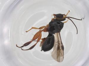  ( - CBG-A61329-E07)  @11 [ ] CreativeCommons - Attribution Share - Alike (2025) Centre for Biodiversity Genomics Centre for Biodiversity Genomics