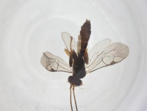  ( - CBG-A61330-A07)  @11 [ ] CreativeCommons - Attribution Share - Alike (2025) Centre for Biodiversity Genomics Centre for Biodiversity Genomics