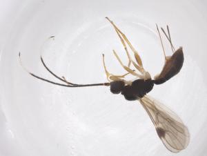  ( - CBG-A61331-A12)  @11 [ ] CreativeCommons - Attribution Share - Alike (2025) Centre for Biodiversity Genomics Centre for Biodiversity Genomics