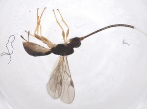  ( - CBG-A61331-C01)  @11 [ ] CreativeCommons - Attribution Share - Alike (2025) Centre for Biodiversity Genomics Centre for Biodiversity Genomics