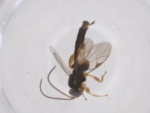  ( - CBG-A61331-C04)  @11 [ ] CreativeCommons - Attribution Share - Alike (2025) Centre for Biodiversity Genomics Centre for Biodiversity Genomics