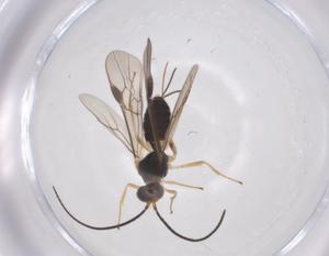  ( - CBG-A61331-D04)  @11 [ ] CreativeCommons - Attribution Share - Alike (2025) Centre for Biodiversity Genomics Centre for Biodiversity Genomics