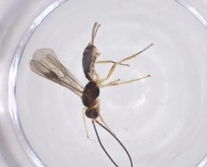  ( - CBG-A61331-F08)  @11 [ ] CreativeCommons - Attribution Share - Alike (2025) Centre for Biodiversity Genomics Centre for Biodiversity Genomics