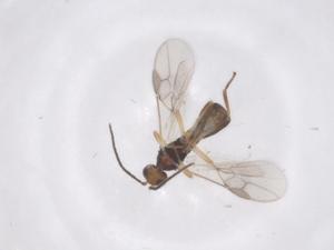  ( - CBG-A61359-G08)  @11 [ ] CreativeCommons - Attribution Share - Alike (2025) Centre for Biodiversity Genomics Centre for Biodiversity Genomics