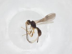  ( - CBG-A61361-D06)  @11 [ ] CreativeCommons - Attribution Share - Alike (2025) Centre for Biodiversity Genomics Centre for Biodiversity Genomics