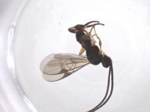  (Glyptapanteles Malaise7164 - CBG-A61362-D01)  @11 [ ] CreativeCommons - Attribution Share - Alike (2025) Centre for Biodiversity Genomics Centre for Biodiversity Genomics