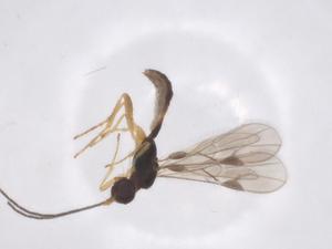  ( - CBG-A61362-F10)  @11 [ ] CreativeCommons - Attribution Share - Alike (2025) Centre for Biodiversity Genomics Centre for Biodiversity Genomics