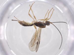  ( - CBG-A61362-G06)  @11 [ ] CreativeCommons - Attribution Share - Alike (2025) Centre for Biodiversity Genomics Centre for Biodiversity Genomics