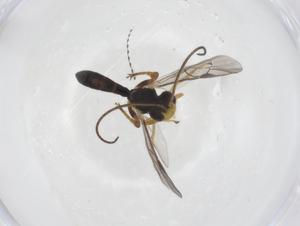  ( - CBG-A61383-C05)  @11 [ ] CreativeCommons - Attribution Share - Alike (2025) Centre for Biodiversity Genomics Centre for Biodiversity Genomics