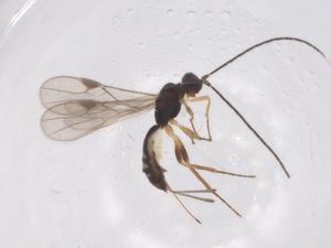  (Heterospilus Malaise2533 - CBG-A61393-G03)  @11 [ ] CreativeCommons - Attribution Share - Alike (2025) Centre for Biodiversity Genomics Centre for Biodiversity Genomics